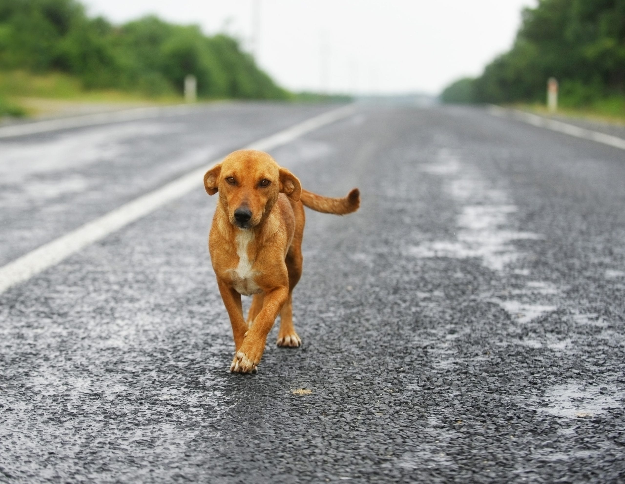 Stray dog on the road